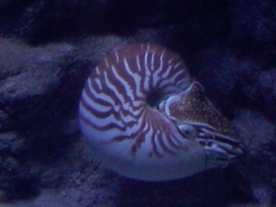 L'aquarium de Nouméa