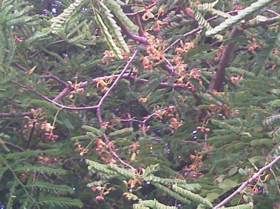 Fleurs de tamarinier