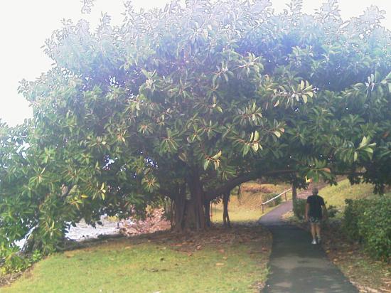 Un beau Ficus