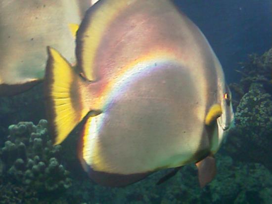 L'aquarium de Nouméa