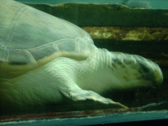 La tortue marine