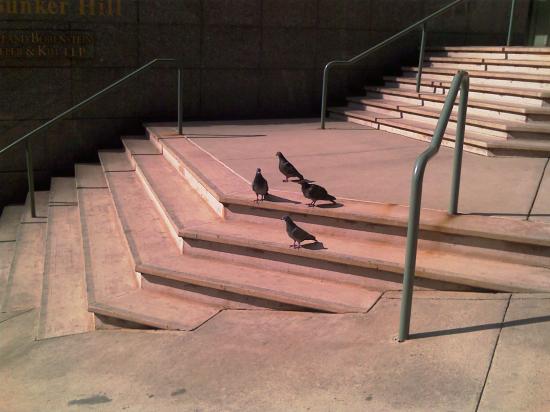 Pigeons américains