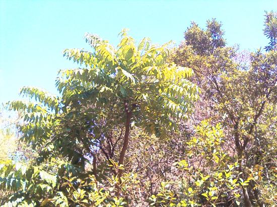 Le parc de La Dumbéa