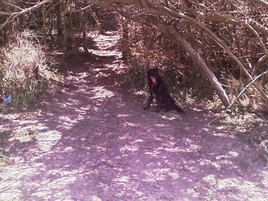 un des sentiers qui montent dans la colline