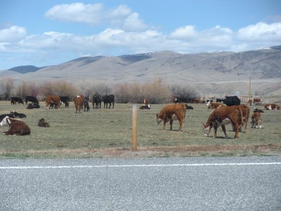 Montana