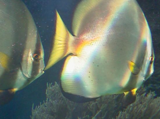 L'aquarium de Nouméa