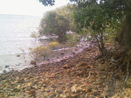 La mangrove