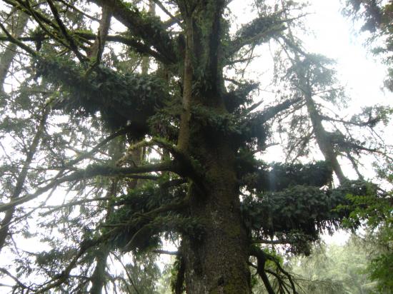 Red Woods