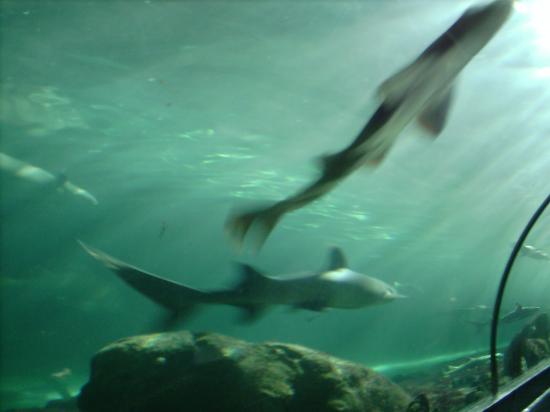 Les requins