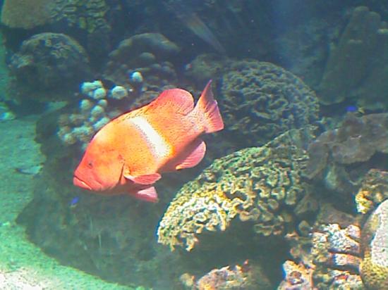 L'aquarium de Nouméa