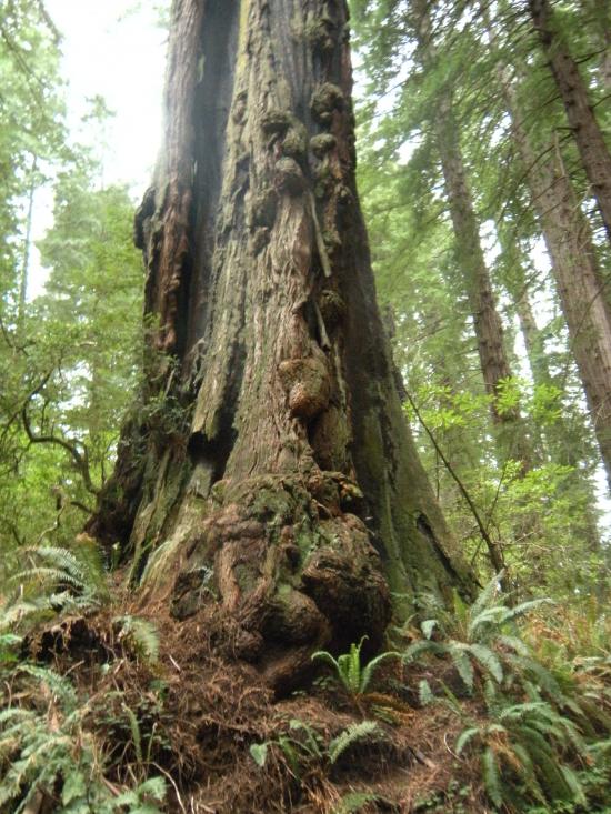 Red Woods