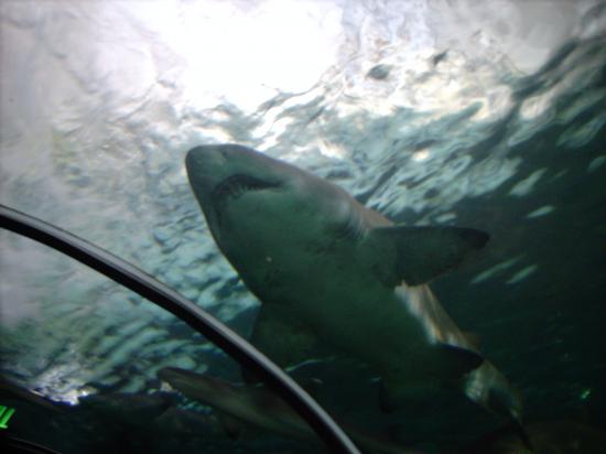 L'aquarium