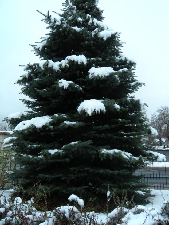 Sous la neige