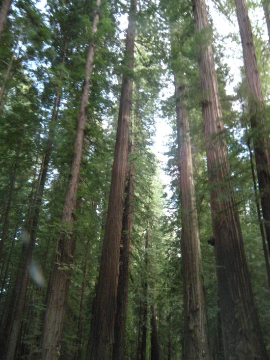 Red Woods