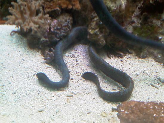 L'aquarium de Nouméa