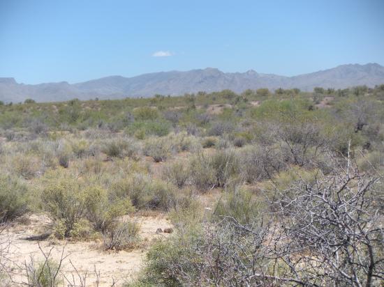 Wickenburg