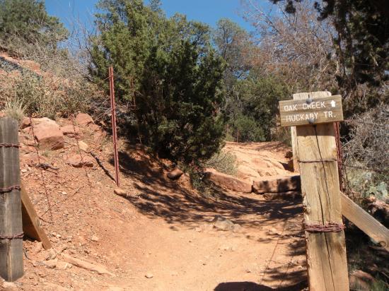 Oak Trail