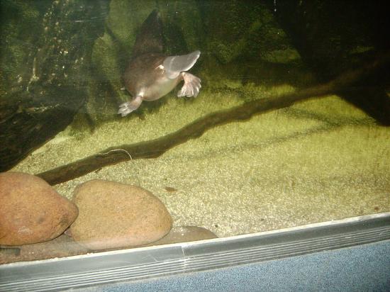 L'aquarium