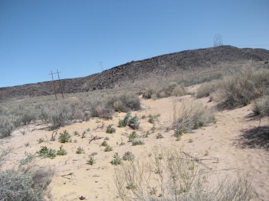 Albuquerque