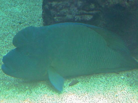 L'aquarium de Nouméa