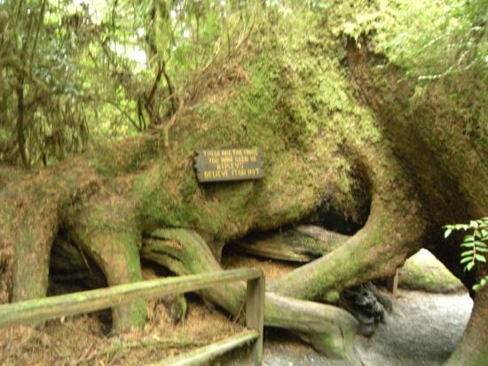 Red Woods