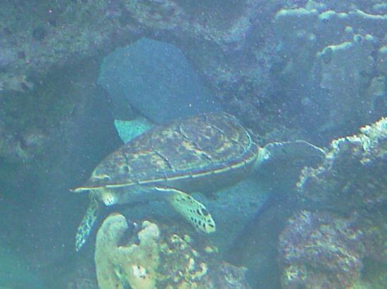 L'aquarium de Nouméa