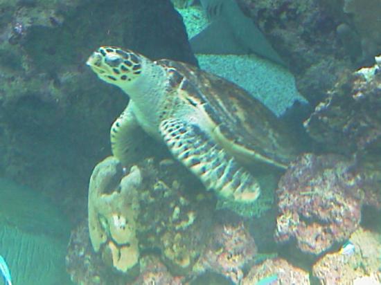 L'aquarium de Nouméa