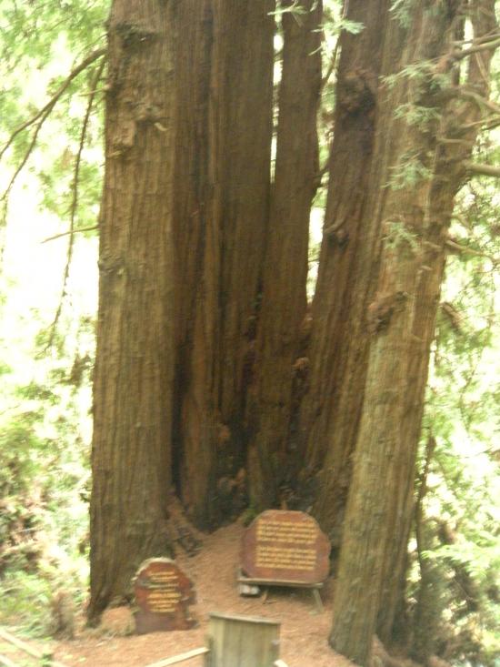 Red Woods