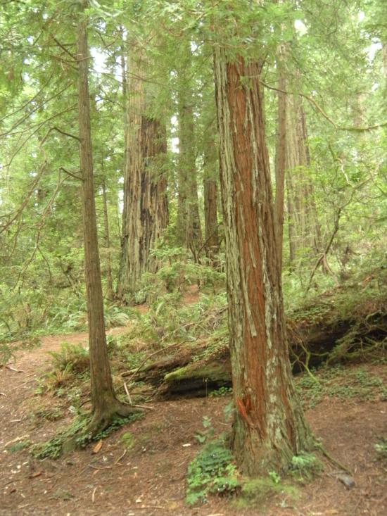 Red Woods