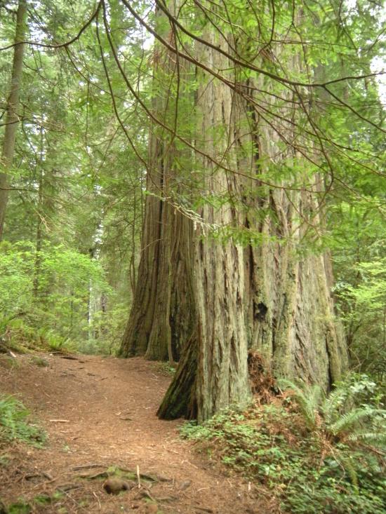 Red Woods