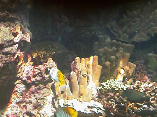 L'aquarium de Nouméa