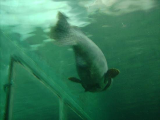 L'aquarium