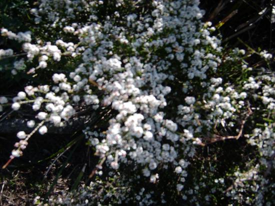 Fleurs