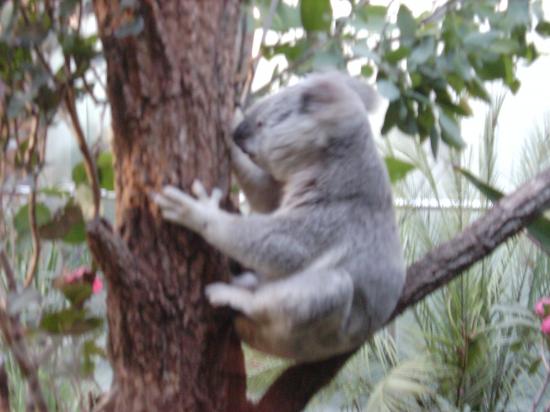 Koala à Sydney